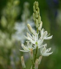 Ladoník biely - Camassia alba - cibuľoviny - 2 ks