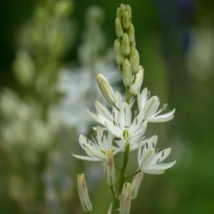 Ladoník biely - Camassia alba - cibuľoviny - 2 ks