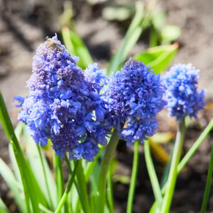 Modrica Blue Spike - Muscari aucheri - cibuľoviny - 5 ks