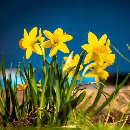 Narcis Baby Moon - Narcissus jonquilla - cibuľoviny - 3 ks