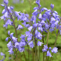 Hyacintovec španielsky modrý - Hyacinthoides hispanica - cibule hyacintovca - 5 ks