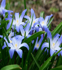 Modravka žiarivá - Chionodoxa forbesi blue - cibuľoviny - 5 ks