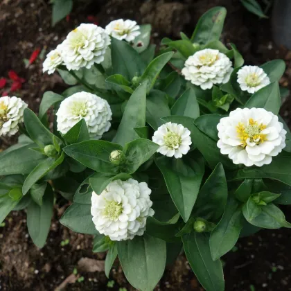 Cínia pôvabná biela - Zinnia elegans - semená - 100 ks