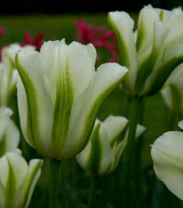 Tulipán Spring Green - Tulipa Spring Green - cibuľoviny - 3 ks