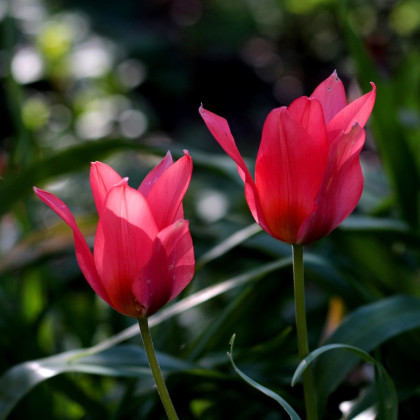 Tulipán Toronto - Tulipa - cibuľoviny - 3 ks