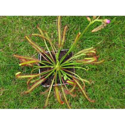 Rosnatka červená - Drosera capensis Giftberg - predaj semien - 15 ks