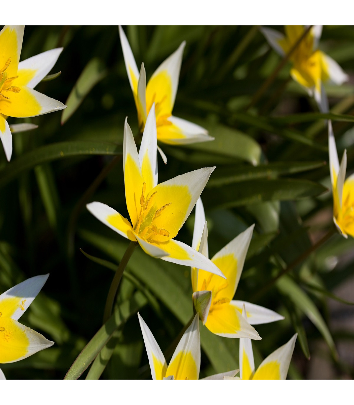 Tulipán neskorý  Tarda - Tulipa - cibuľoviny - 3 ks