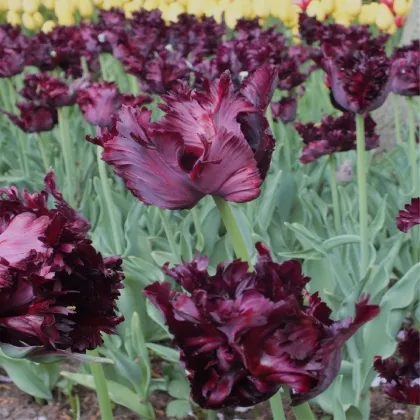 Tulipán Black Parrot - Tulipa - cibuľoviny - 3 ks