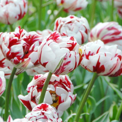Tulipán Carnaval de Nice - Tulipa - cibuľoviny - 3 ks