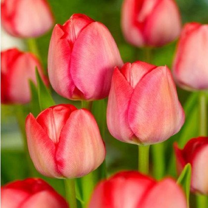 Tulipán Van Eijk - Tulipa - cibuľoviny - 3 ks