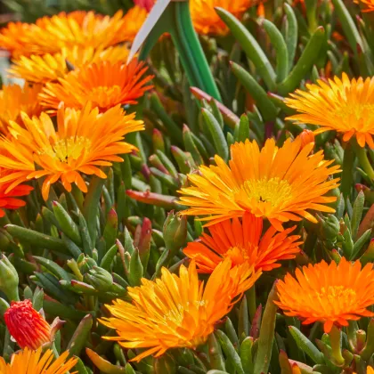 Lampranthus oranžový - Lampranthus aureus - semená lamparantu - 10 ks