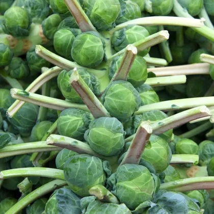 Kel ružičkový Casiopea - Brassica oleracea - semená kelu - 400 ks