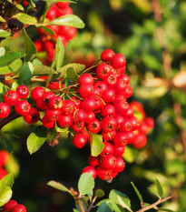 Hlohyňa šarlátová - Pyracantha coccinea - semená hlohyne - 5 ks