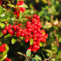 Hlohyňa šarlátová - Pyracantha coccinea - semená hlohyne - 5 ks