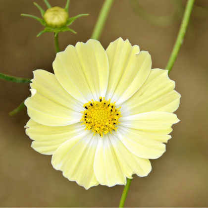 Krasuľka žltá Xanthos - Cosmos bipinnatus - semená krasuľky - 20 ks