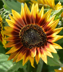 Slnečnica Ring of Fire - Helianthus annuus - semená slnečnice - 8 ks