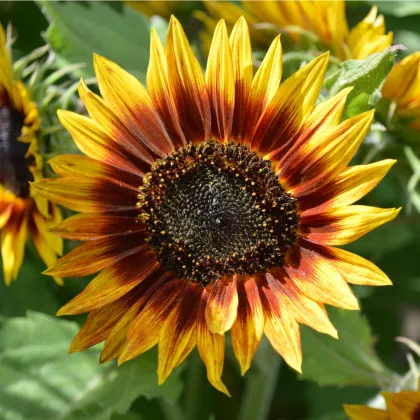 Slnečnica Ring of Fire - Helianthus annuus - semená slnečnice - 8 ks