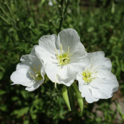 Pupalka ozdobná biela - Oenothera speciosa - semená pupalky - 20 ks