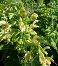 Šalvia žltá lepkavá - Salvia glutinosa - semená šalvie - 20 ks