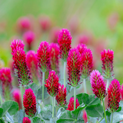 Ďatelina červenkastá - Trifolium rubens - predaj semien - 50 ks