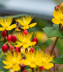 Ľubovník bobulovitý - Hypericum androsaemum - semená ľubovníka - 0,08 g