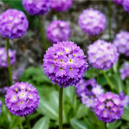 Prvosienka zúbkatá Nepálska zmes - Primula denticulata - semená prvosienky - 300 ks