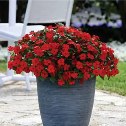 Netýkavka Beacon Bright Red F1 - Impatiens walleriana - semená netýkavky - 15 ks