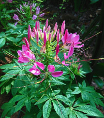 Kleoma tŕnitá - Cleome hassleriana - semená kleomy - 10 ks