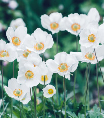 Sasanka Bride - Anemone - hľuzy sasaniek - 3 ks