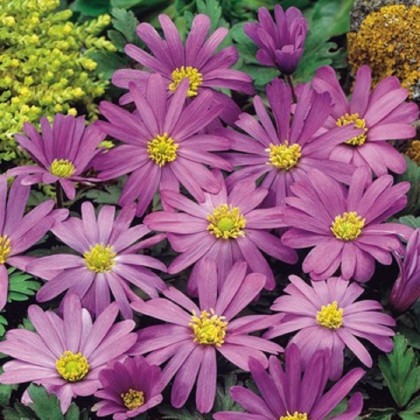 Sasanka vábna Violet Star - Anemone blanda - hľuzy sasaniek - 3 ks