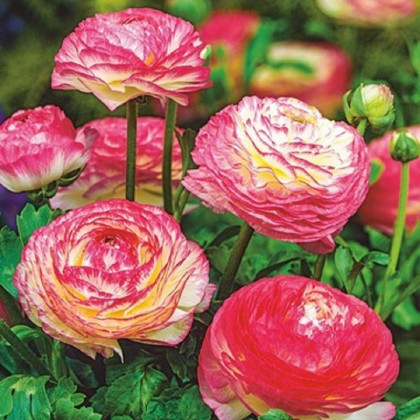 Iskerník Picotee ružový - Ranunculus asiaticus - hľuzy iskerníkov - 3 ks
