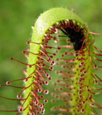 Rosička kapská Vogelgat NR - Drosera capensis - semená rosičky - 15 ks