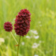 Krvavec lekársky - Sanguisorba officinalis - semená krvavca - 8 ks