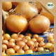 BIO cibuľa sadzačka Contado F1 - Allium cepa - bio cibuľky - 50 ks