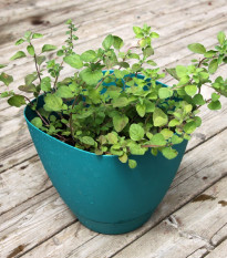 BIO Grécke oregano - Origanum hirtum - bio semená oregana - 250 ks