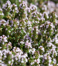 BIO tymián - Thymus vulgaris - bio semená tymiána - 500 ks