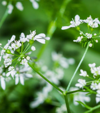 BIO koriander siaty - Coriandrum sativum - bio semená koriandra - 100 ks