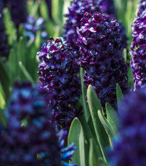 Hyacint Dark Dimension - Hyacinthus - cibuľa hyacintu - 1 ks