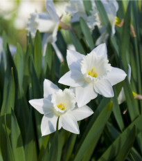 Narcis Tresamble - Narcissus - cibuľoviny - 3 ks