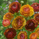 Iskerník plnokvetý Picotee café - Ranunculus asiaticus - hľuzy iskerníkov - 3 ks