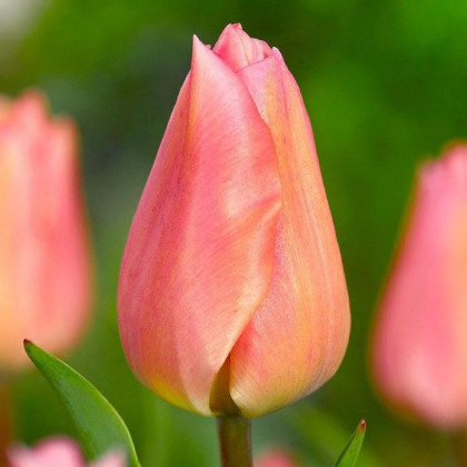 Tulipán Apricot Beauty - Tulipa - cibuľa tulipánov - 3 ks