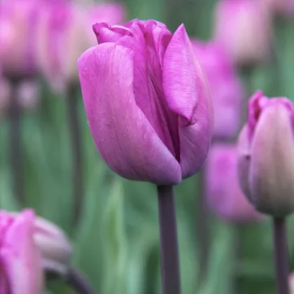 Tulipán Blue Aimable - Tulipa - cibule tulipánov - 3 ks