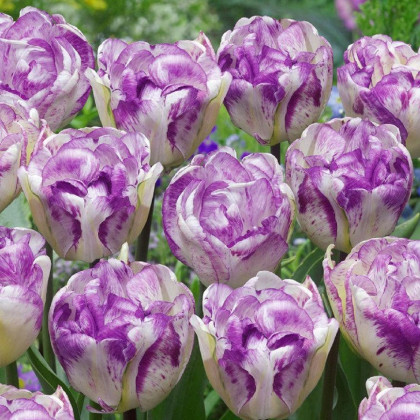 Tulipán plnokvetý Double Shirley - Tulipa - cibule tulipánov - 3 ks