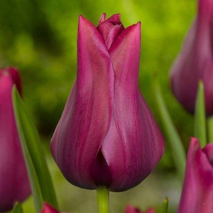 Tulipán Merlot - Tulipa - cibule tulipánov - 3 ks