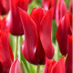 Tulipán Pieter de Leur - Tulipa - cibule tulipánov - 3 ks