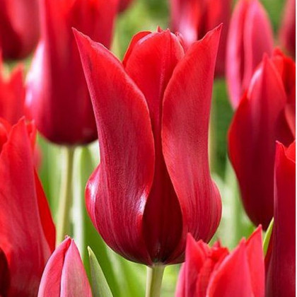 Tulipán Pieter de Leur - Tulipa - cibule tulipánov - 3 ks