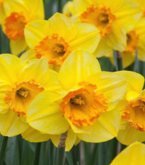 Narcis Early Flame - Narcissus - cibuľoviny - 3 ks