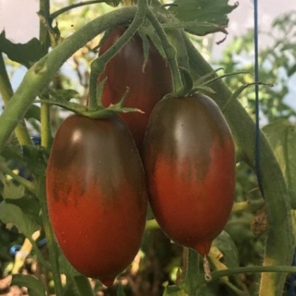 Paradajka Black Plum - Solanum lycopersicum - semená paradajky - 6 ks