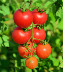 Paradajka Resibella - Solanum lycopersicum - semená paradajky - 6 ks