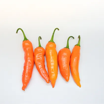 Chilli Aji Amarillo - Capsicum annuum - semená chilli - 7ks